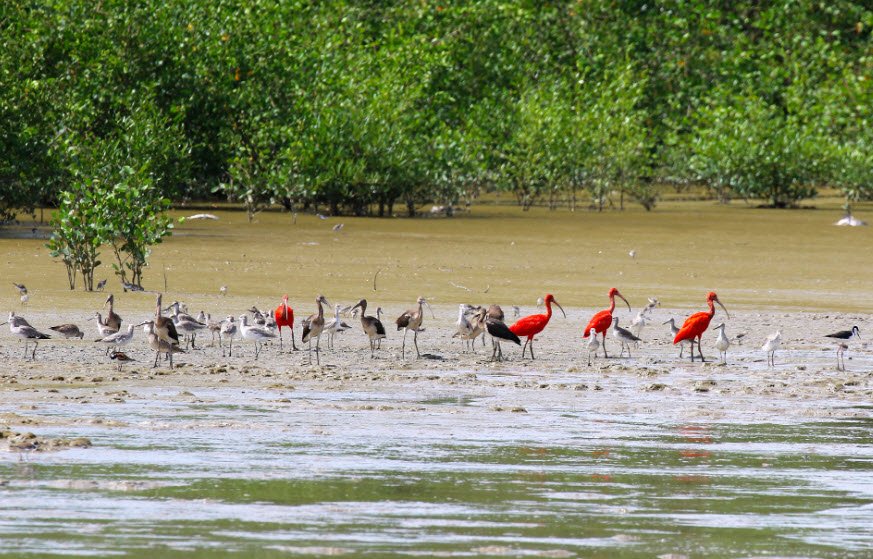 Caroni Bird Sanctuary, Caroni Swamp, Trinidad, Trinidad and Tobago